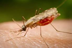 Израильское средство SightDX обнаруживает малярию в крови всего за три минуты 